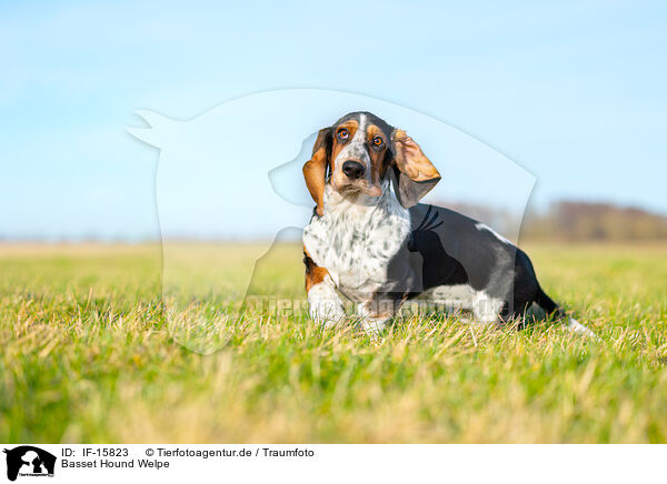 Basset Hound Welpe / Basset Hound puppy / IF-15823