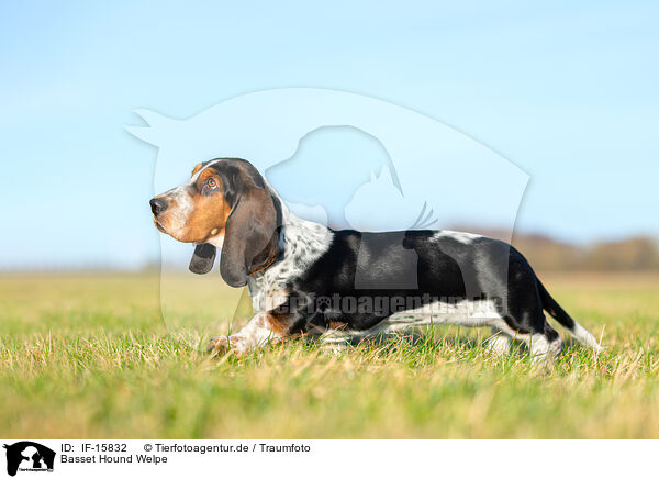 Basset Hound Welpe / Basset Hound puppy / IF-15832