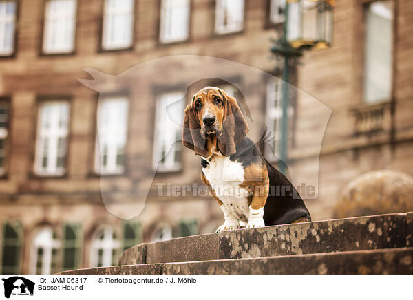Basset Hound / Basset Hound / JAM-06317