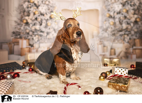 Basset Hound / CF-02034