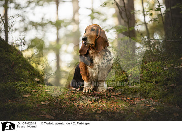 Basset Hound / Basset Hound / CF-02314