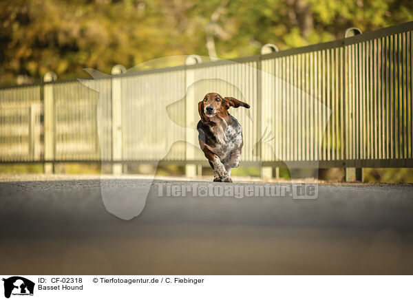 Basset Hound / Basset Hound / CF-02318