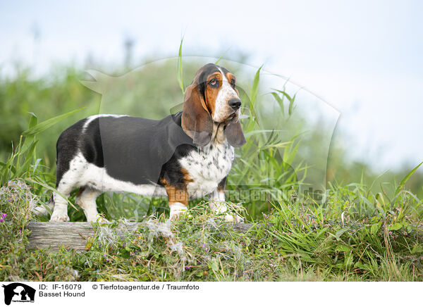 Basset Hound / Basset Hound / IF-16079