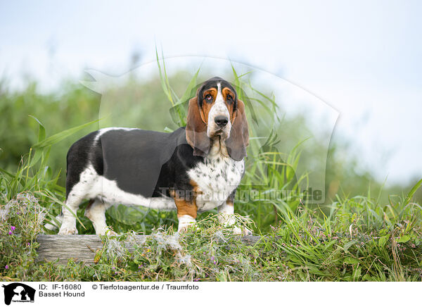 Basset Hound / IF-16080