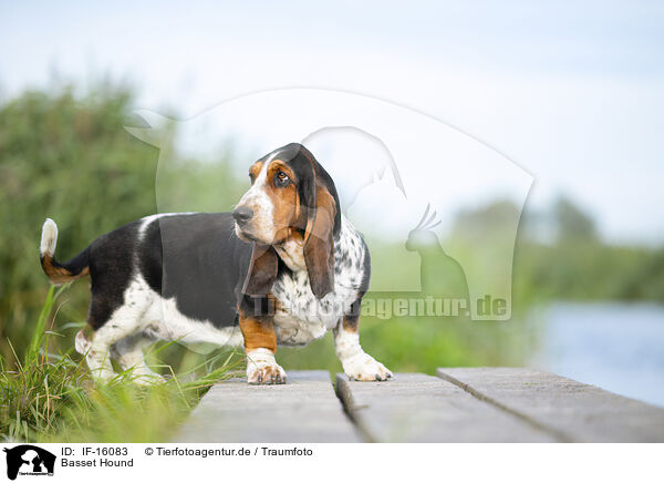Basset Hound / Basset Hound / IF-16083
