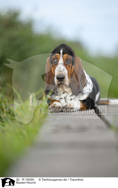 Basset Hound / Basset Hound / IF-16090
