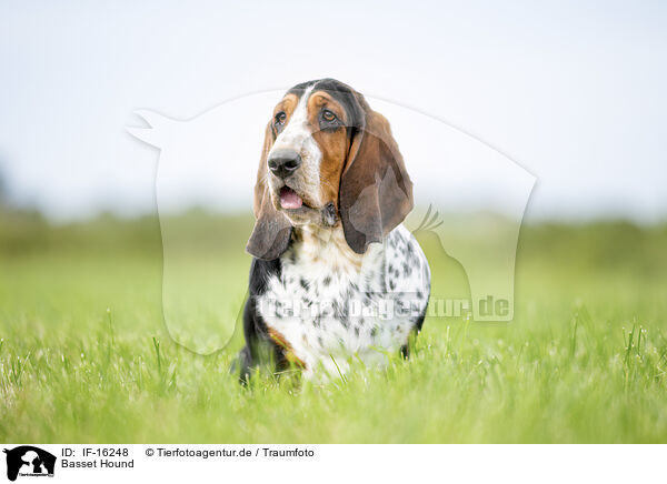 Basset Hound / Basset Hound / IF-16248