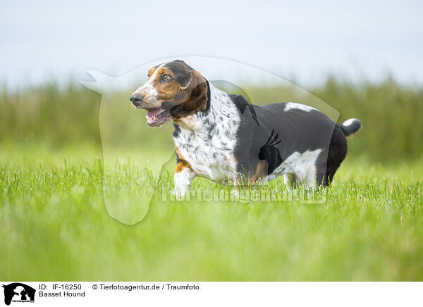 Basset Hound / Basset Hound / IF-16250