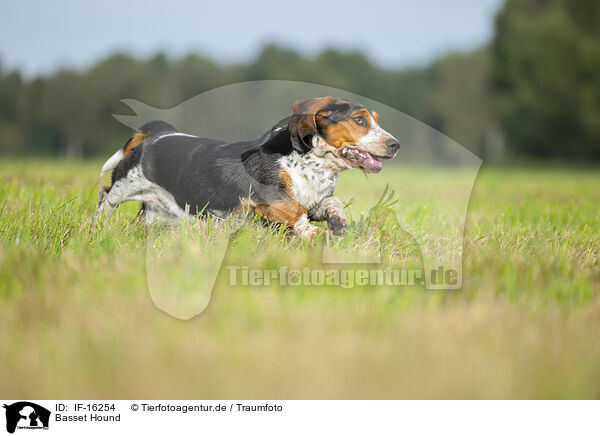 Basset Hound / Basset Hound / IF-16254