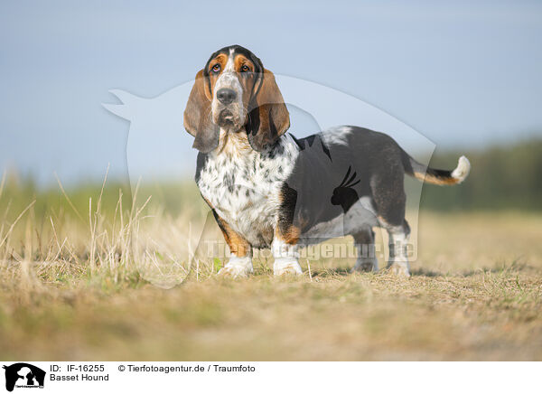 Basset Hound / Basset Hound / IF-16255