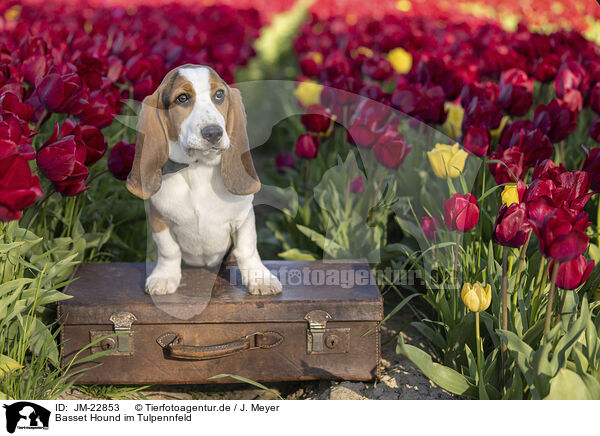 Basset Hound im Tulpennfeld / Basset Hound in a tulip field / JM-22853