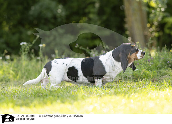 Basset Hound / Basset Hound / AH-09308