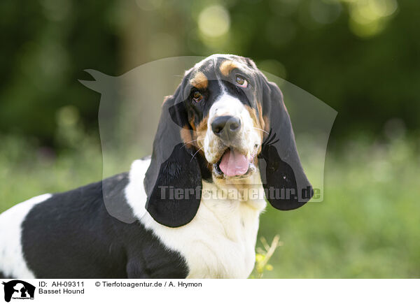 Basset Hound / Basset Hound / AH-09311