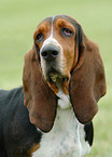 Basset Hound Portrait