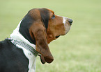 Basset Hound Portrait