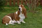 sitzender Basset Hound