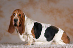 sitzender Basset Hound