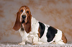 sitzender Basset Hound