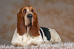 liegender Basset Hound