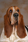 Basset Hound Portrait