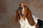 Basset Hound Portrait