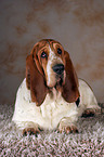 liegender Basset Hound