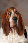 Basset Hound Portrait