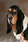 Basset Hound Portrait