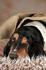 liegender Basset Hound