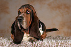 liegender Basset Hound