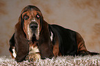 liegender Basset Hound