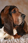 liegender Basset Hound