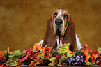 Basset Hound Portrait