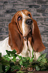 Basset Hound Portrait