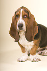 Basset Hound