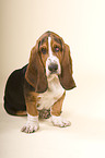 Basset Hound