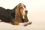 Basset Hound