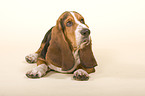 Basset Hound