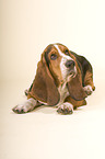 Basset Hound