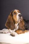 Basset Hound