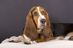 Basset Hound