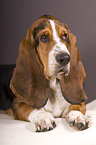 Basset Hound