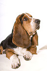 Basset Hound