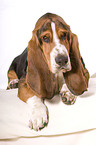 Basset Hound