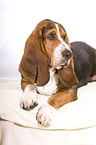 Basset Hound