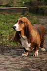 Basset Hound