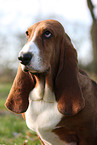 Basset Hound Portrait