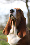 Basset Hound Portrait