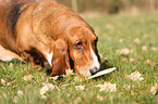 Basset Hound