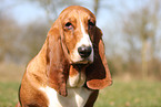 Basset Hound Portrait